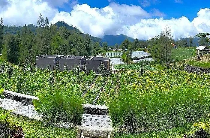 The Iris Kintamani